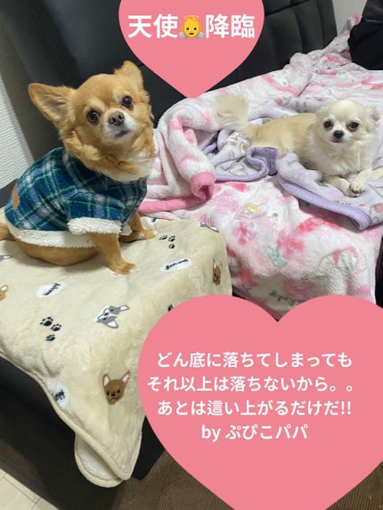 ぷぅぴぃ《紫コス部💜💗》 on LIPS 「🎀JILLSTUART🎀🎄ホリデー限定🎄11月12日発売🎄✨ジ..」(8枚目)