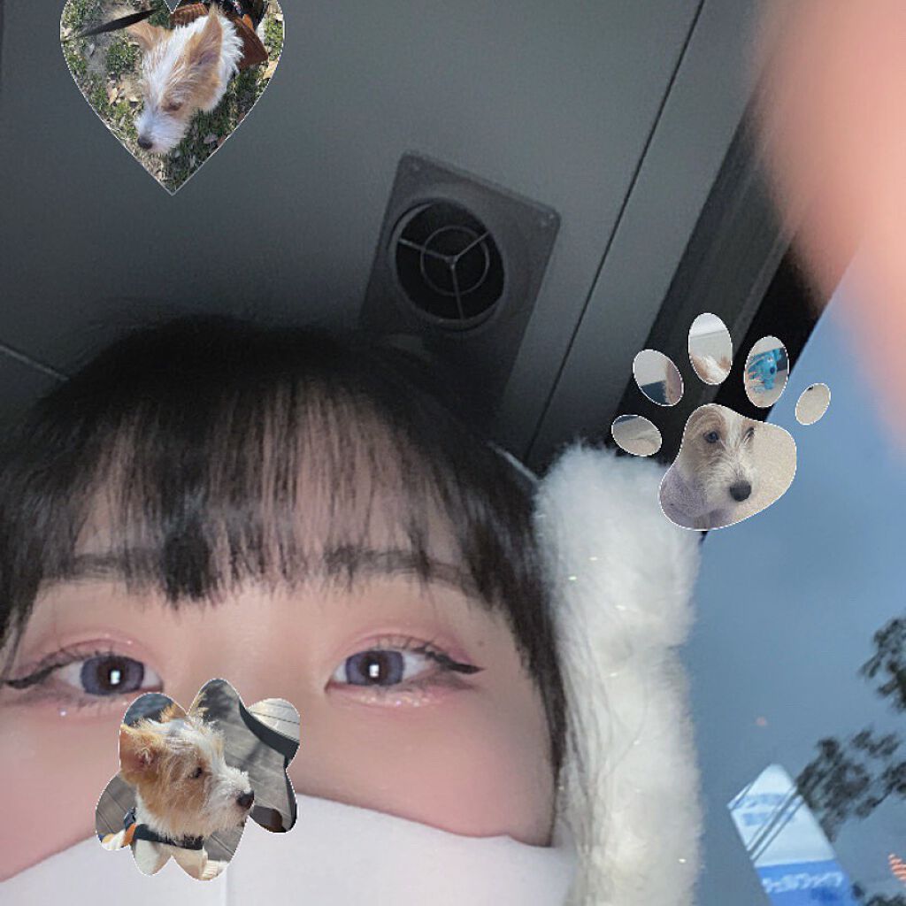 eye closet iDOL Series CANNA ROSE 1day ラベンダーグレー/EYE CLOSET/ワンデー（１DAY）カラコンを使ったクチコミ（1枚目）