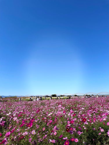 今日はコスメではなくコスモス畑です！


私の地元のコスモス畑満開🌸です！


毎年コスモスフェスティバルというお祭りをやっていて日曜日に行ってきました😊

コスモスの摘み取りや出店もたくさんで賑わって