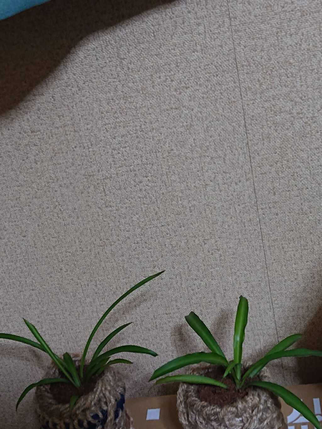 にゃーにゃ一団 on LIPS 「おはようございます😱寒すぎますね😲今日は仕事が休みで今さっき起..」(4枚目)