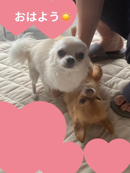 エルジューダ ブリーチケア ジェルセラム/ミルボン/洗い流すヘアトリートメントを使ったクチコミ(8枚目)