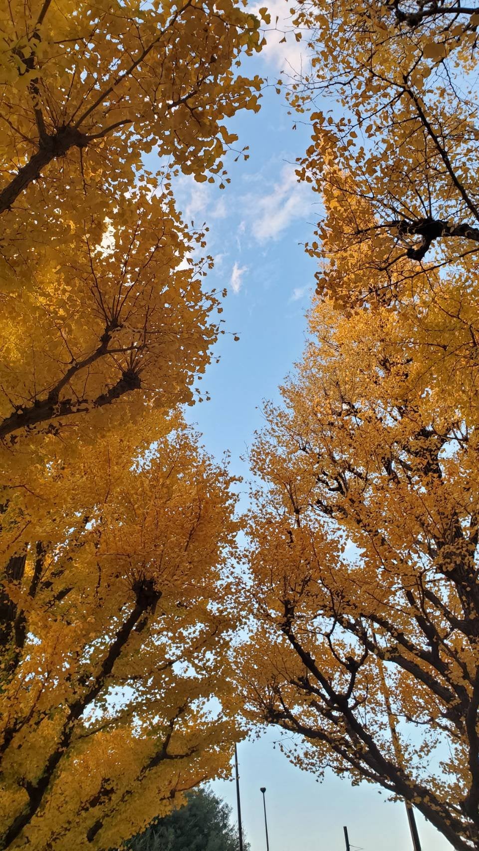 ザ ヘリテージ チーク/MERZY/パウダーチークを使ったクチコミ(3枚目)