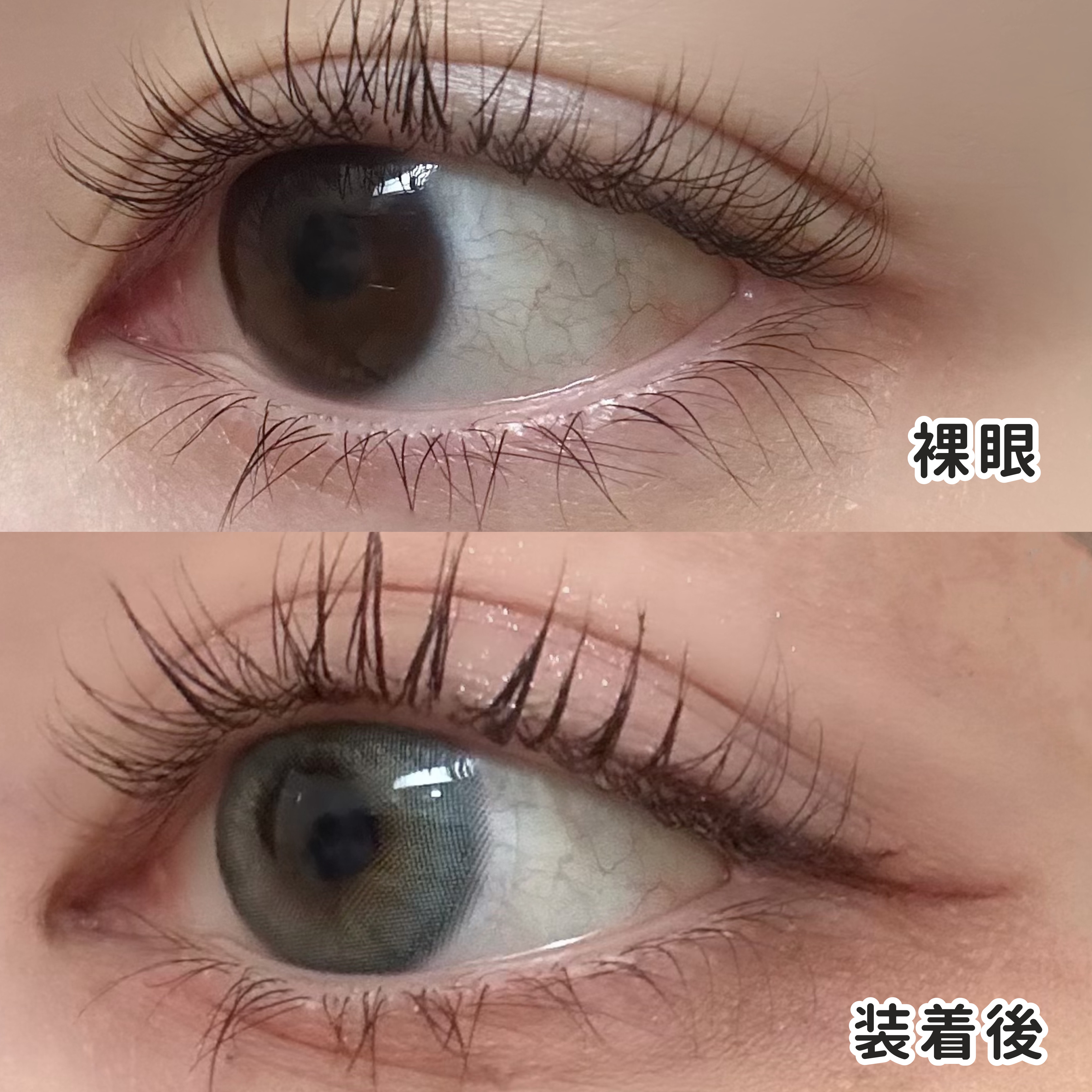 FrenchShine1day/OLENS/ワンデー（１DAY）カラコンを使ったクチコミ（2枚目）