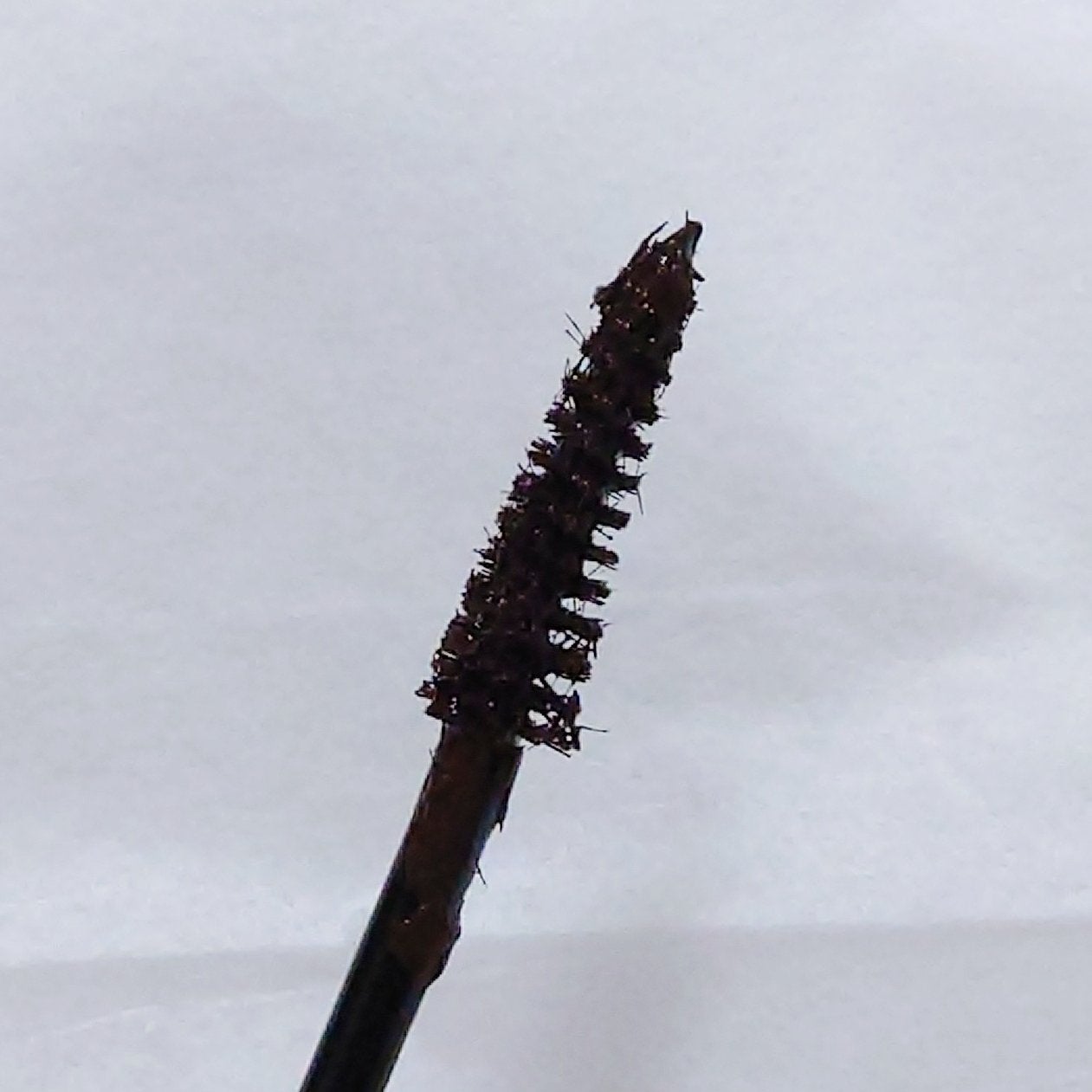 ハイパーリフトマスカラ/D-UP/マスカラを使ったクチコミ(2枚目)