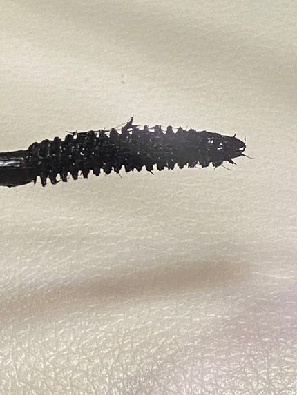 ラッシュエキスパンダー リキッドエクステ EX/MAJOLICA MAJORCA/マスカラを使ったクチコミ(3枚目)