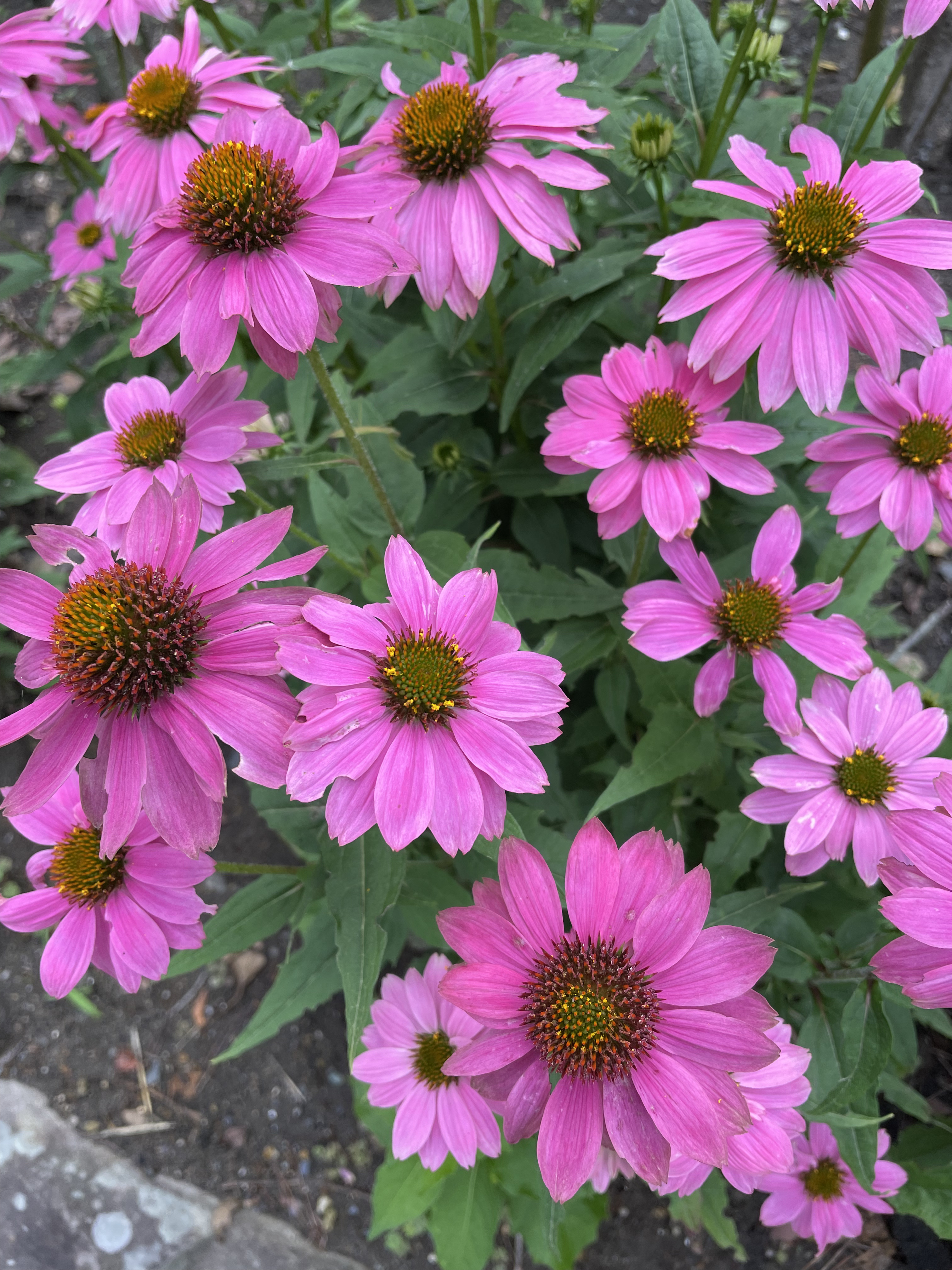 ニュアンスオンアイシャドウ/CEZANNE/アイシャドウパレットを使ったクチコミ（3枚目）