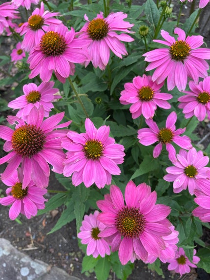 ケイト リップモンスター/KATE/口紅を使ったクチコミ(3枚目)