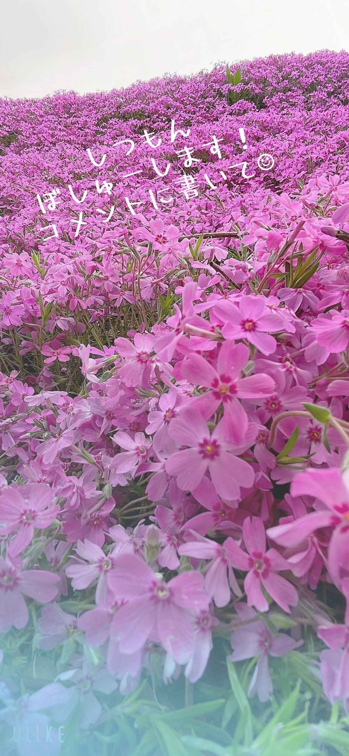 ðððžïžïžïžïžâªð«¶ðŒ on LIPS ãããã°ããðLIPPSåããŠéããªãã®ã«ãã©ãã¯ãŒãããå¢ããŠ..ãïŒ1æç®ïŒ