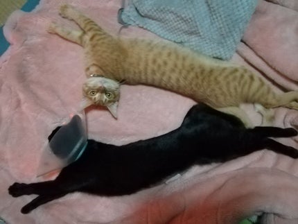 A アクネローション/NOV/化粧水を使ったクチコミ(1枚目)