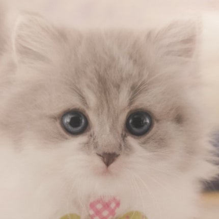 女王のカメオマルチパレット /COLORROSE/マルチパレットを使ったクチコミ(4枚目)