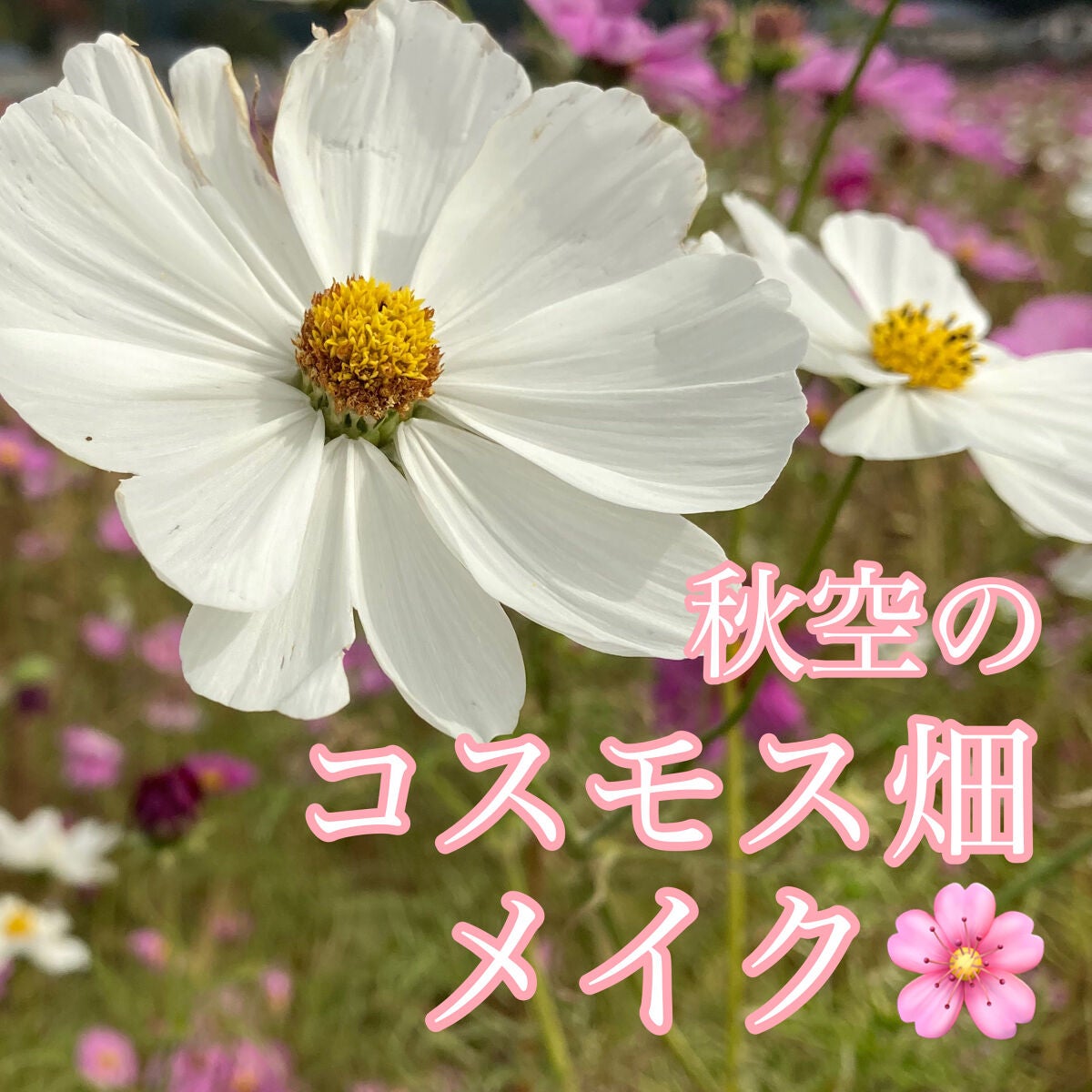 クリーミータッチライナー/キャンメイク/ジェルアイライナーを使ったクチコミ(1枚目)