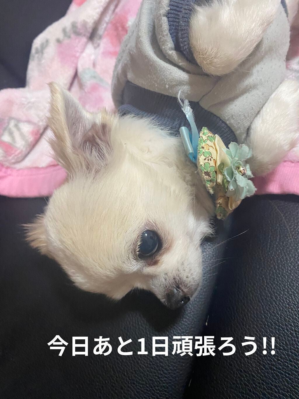 ドクタージャルト シカペア クリーム (第2世代)/Dr.Jart+/フェイスクリームを使ったクチコミ(7枚目)