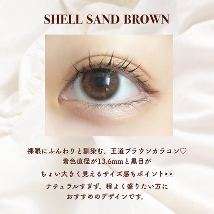 FLANMY 1day シェルサンドブラウン/FLANMY/ワンデー(1DAY)カラコンの画像