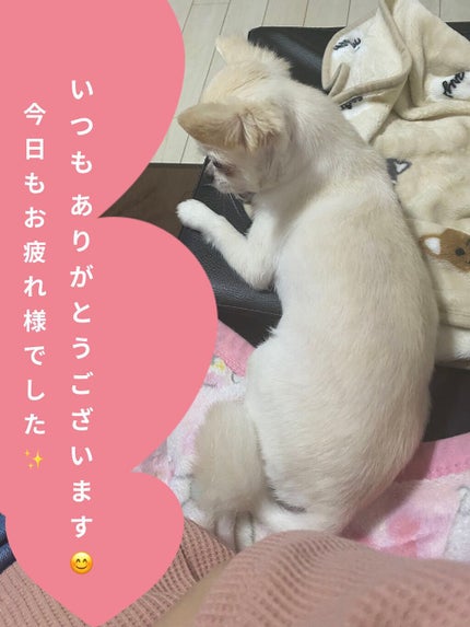 ぷぅぴぃ《紫コス部💜💗》 on LIPS 「🧈🧈🧈フェアリーボディーバター🧈🧈🧈🌸🌸ファシナンテピオニーの..」(7枚目)