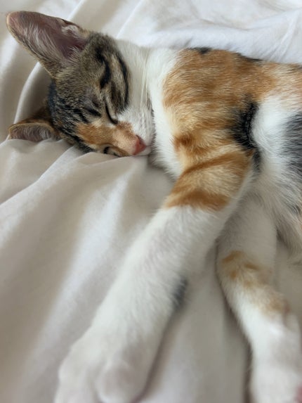 ソフトブラーリングアイパレット/wakemake/アイシャドウパレットを使ったクチコミ(4枚目)