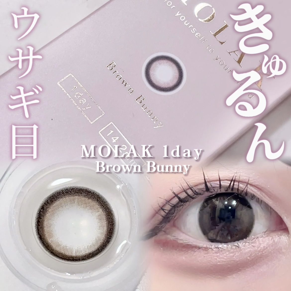 MOLAK 1day ブラウンバニー/MOLAK/ワンデー（１DAY）カラコンを使ったクチコミ（1枚目）