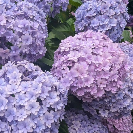 ブレンディングムードチーク/dasique/パウダーチークを使ったクチコミ(5枚目)