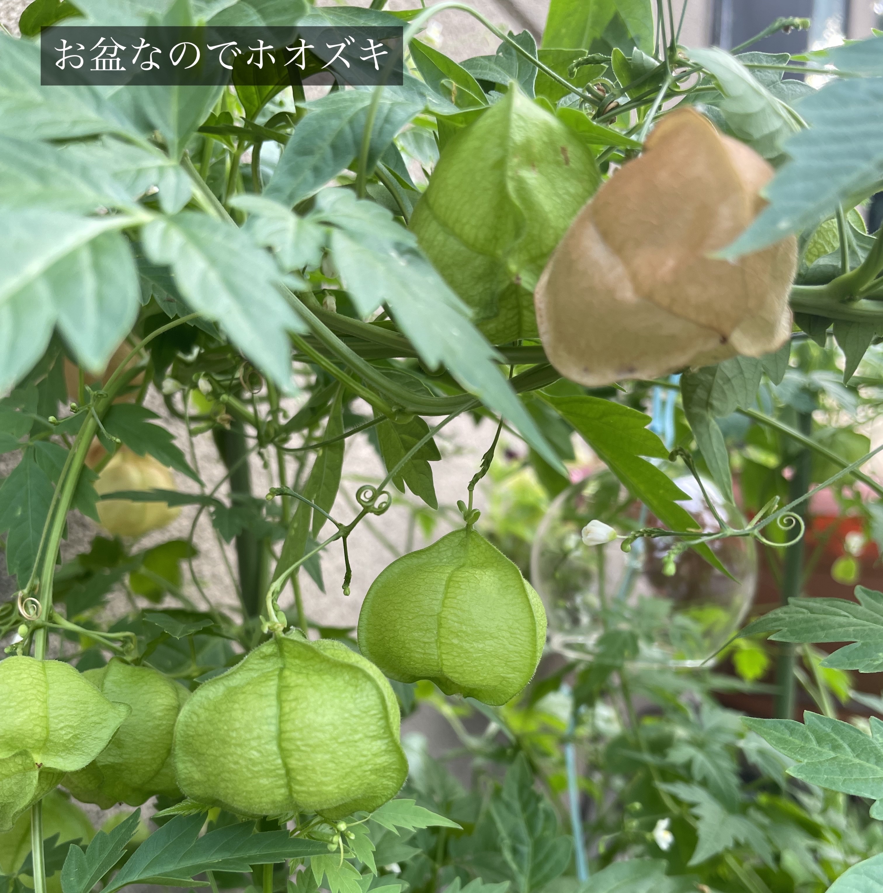 ウォータリーティントリップ/CEZANNE/リップティントを使ったクチコミ（2枚目）