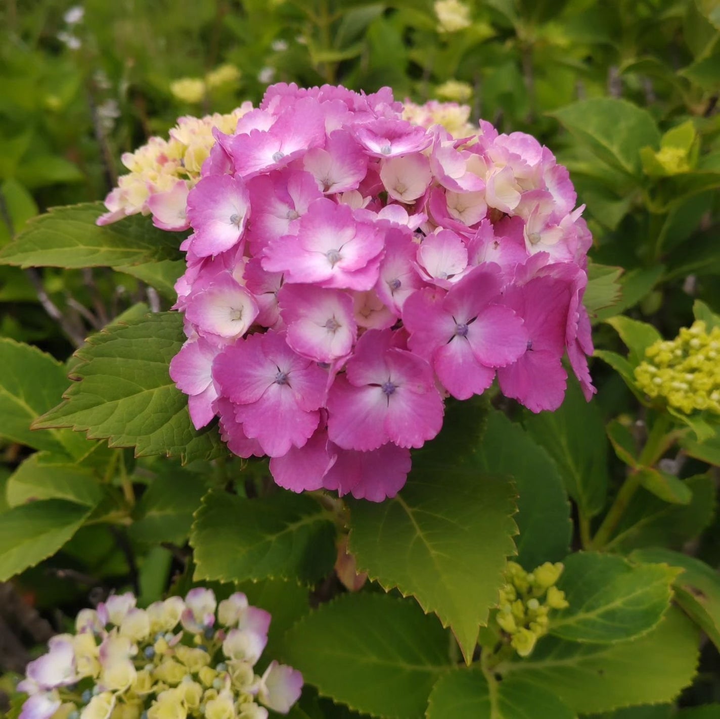 ひろちゃん on LIPS 「菖蒲6月1日☀今月もよろしくお願い🙏いたします🙇菖蒲が綺麗だか..」(8枚目)