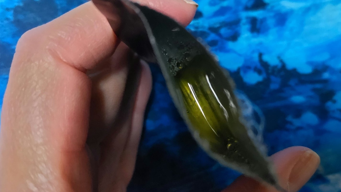 ザ・パーフェクトアンカー ブラックスプルースブレンド #31/THE PERFECT ANCHOR/ボディソープを使ったクチコミ(3枚目)