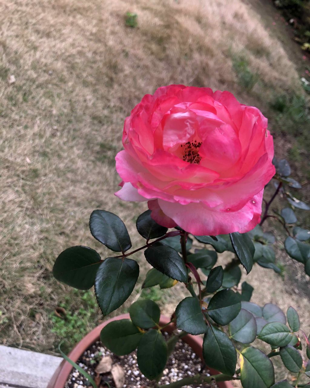 アイトーク/アイトーク/二重まぶた用アイテムを使ったクチコミ(1枚目)