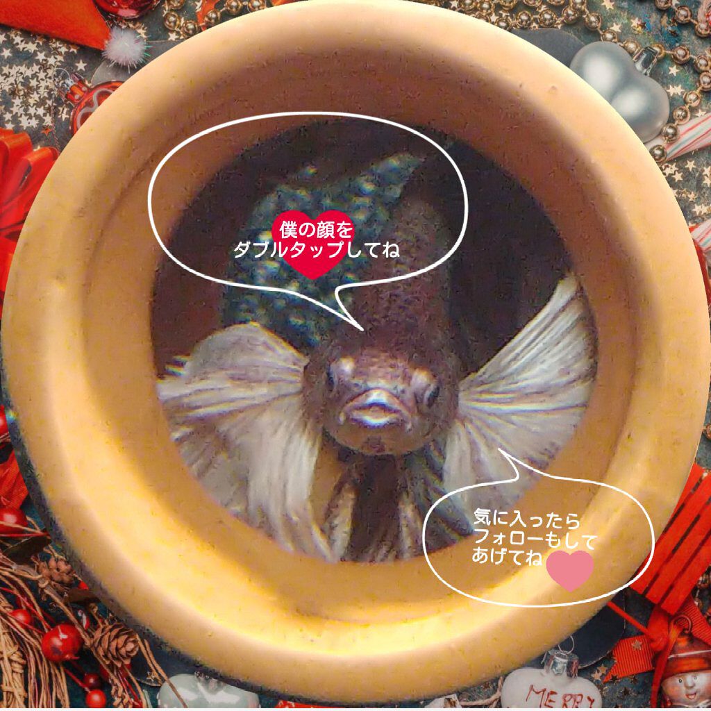 YNM レインボーハニーリップバーム/YNM/リップバームを使ったクチコミ(2枚目)