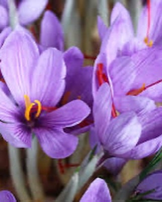 ぱすかる on LIPS 「旅するルルルン👜旅行へ行くとついついご当地のルルルンを探し回っ..」(4枚目)