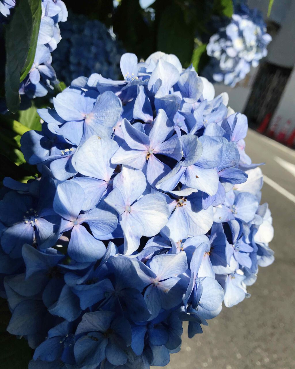 つやつや天然毛のミックスブラシ/マペペ/ヘアブラシを使ったクチコミ（1枚目）