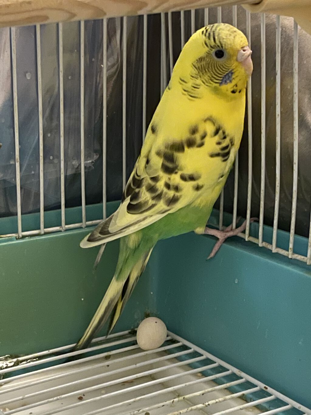 モイスチュア ローション/カルテHD/化粧水を使ったクチコミ（2枚目）