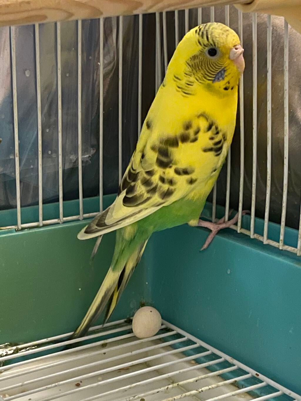 美ルル スキンチェッカー/belulu/美顔器・マッサージを使ったクチコミ(2枚目)