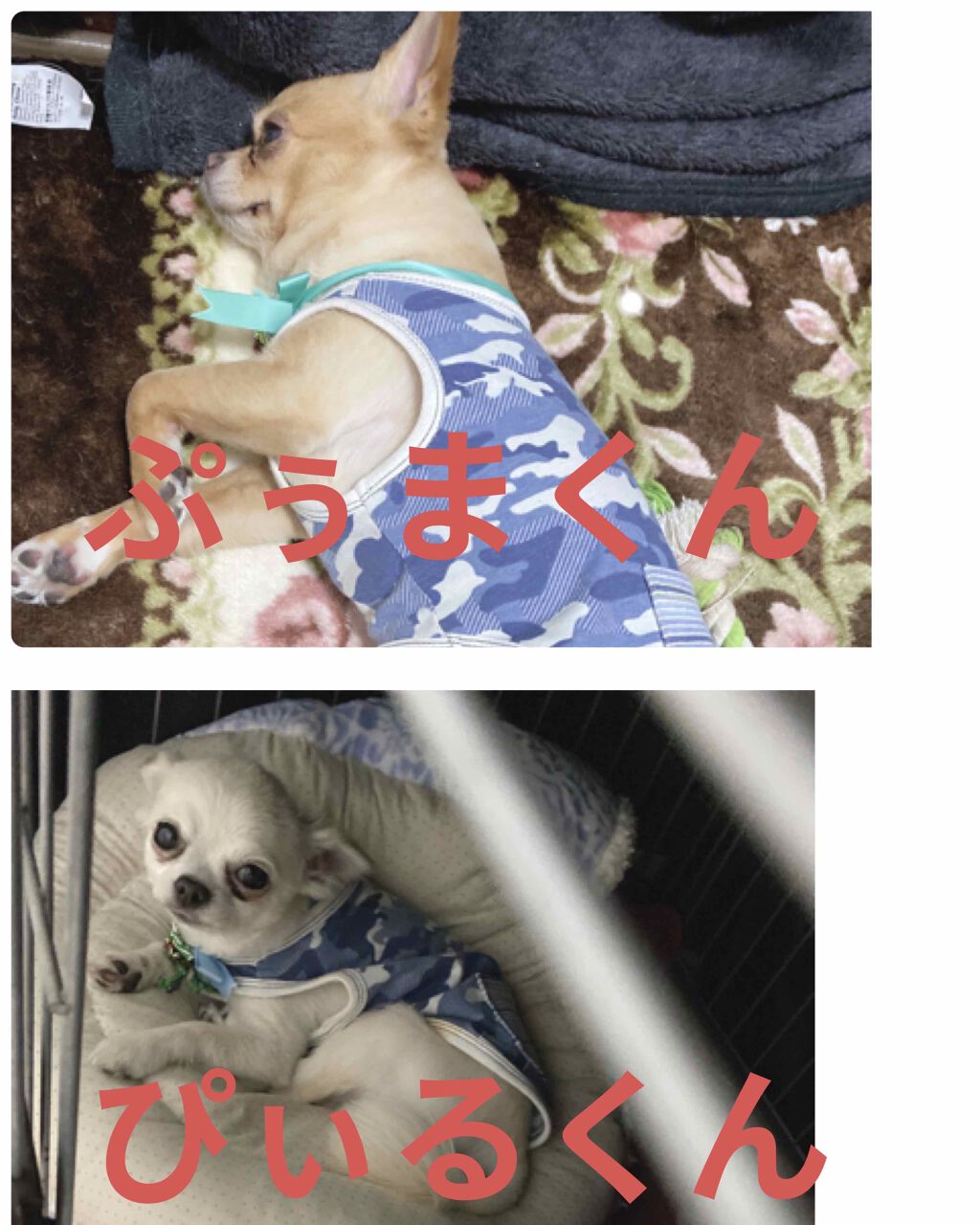 サムシングピュアブルー セント　マイリップス/JILL STUART/口紅を使ったクチコミ（3枚目）