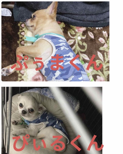 サムシングピュアブルー セント マイリップス/JILL STUART/口紅を使ったクチコミ(3枚目)