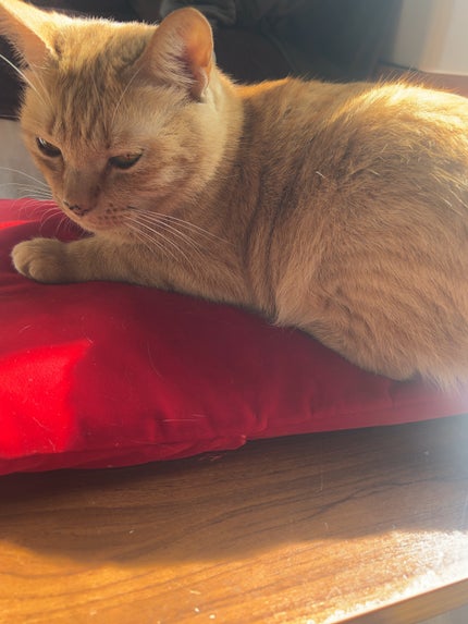 ジルスチュアート クリスタルブルーム ペタルクチュールアイズ デュオ/JILL STUART/アイシャドウパレットを使ったクチコミ(7枚目)