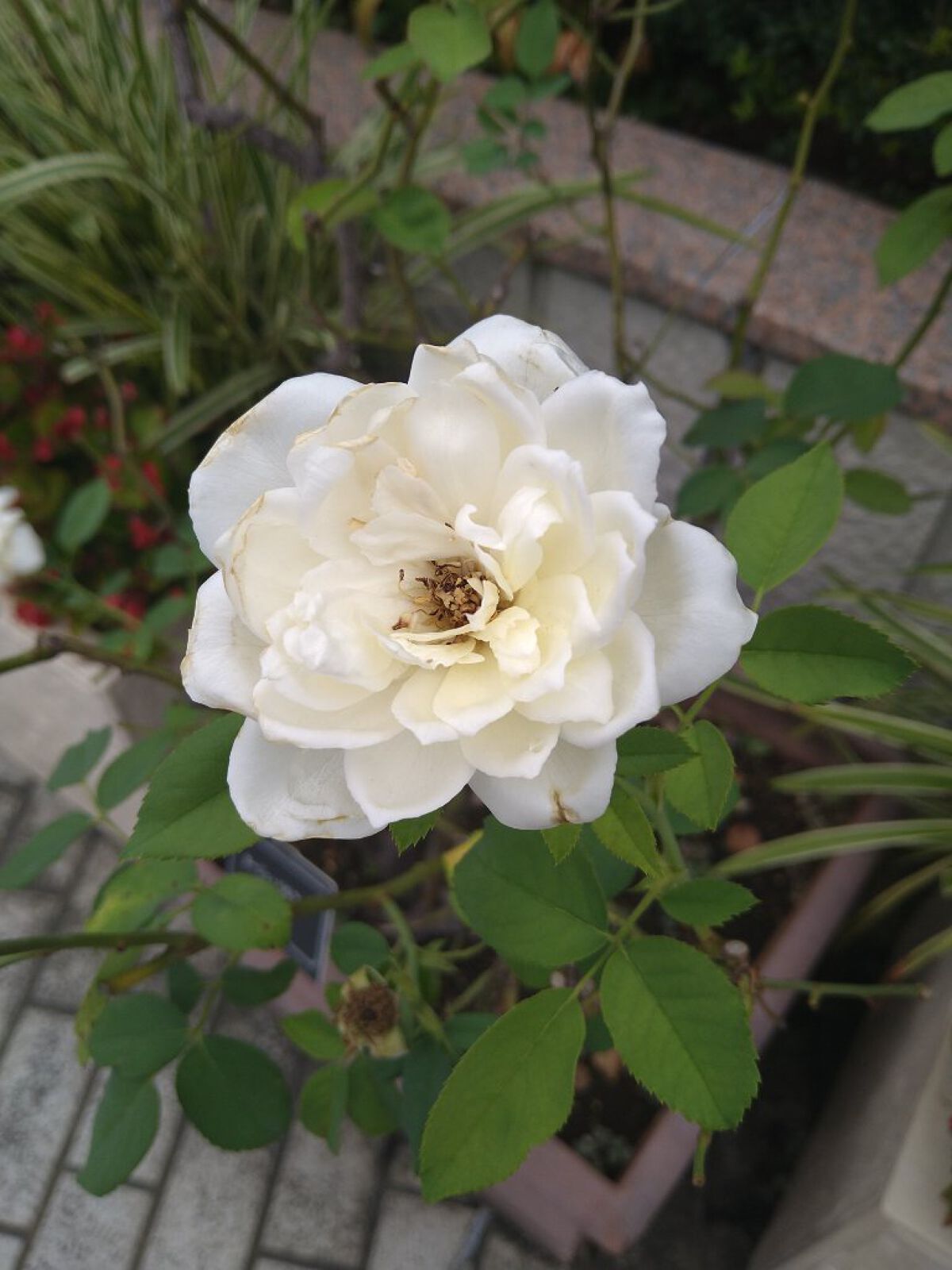 泡洗顔フォーム・敏感肌用/無印良品/泡洗顔を使ったクチコミ（1枚目）