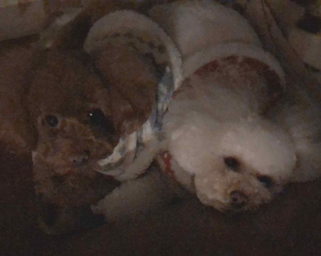 カラーインパクト リキッドライナー/Visée/リキッドアイライナーを使ったクチコミ（2枚目）