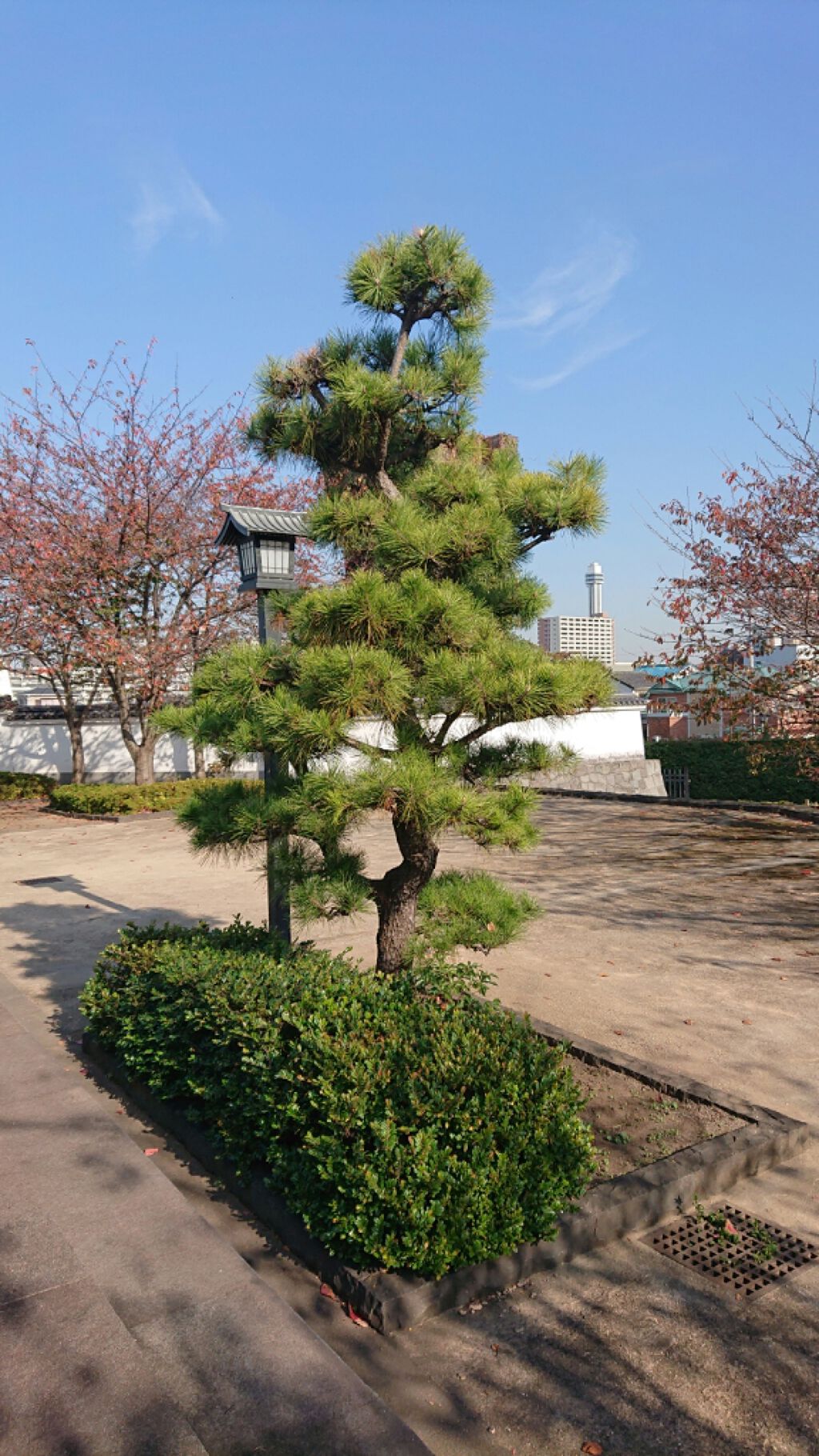 にゃーにゃ一団 on LIPS 「新川(・・;)今日も昼前すぎから親と妹といつもの散歩コースに行..」(5枚目)