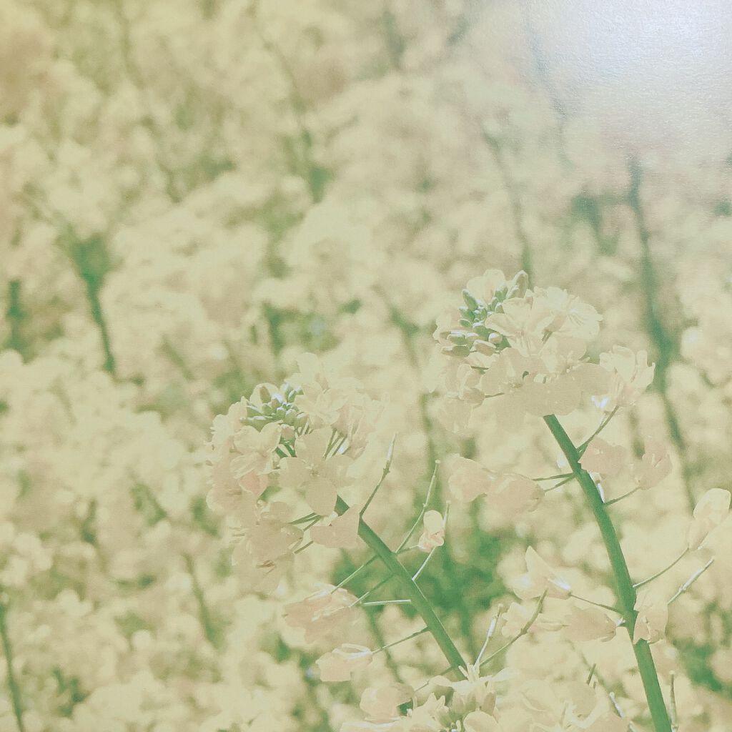 フォトジェニックシート/セリア/その他を使ったクチコミ(8枚目)