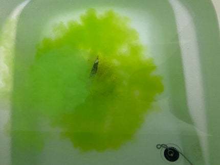 メタブー 引締バスソルト/五洲薬品/入浴剤を使ったクチコミ(5枚目)