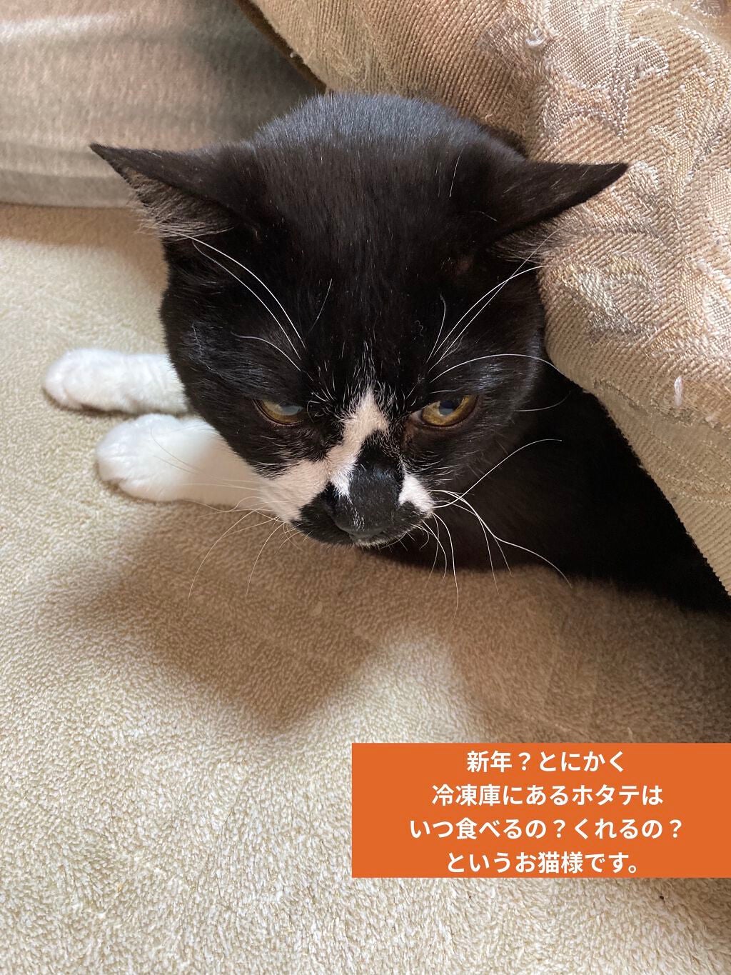 ほむほむ on LIPS 「新年ご挨拶&雑談あけましておめでとうございます☺️🎍なんだかん..」(3枚目)