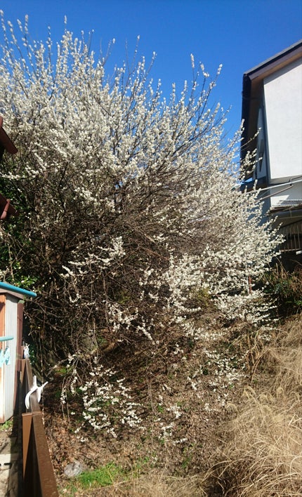 アディクション ザ アイシャドウ/ADDICTION/単色アイシャドウを使ったクチコミ(4枚目)