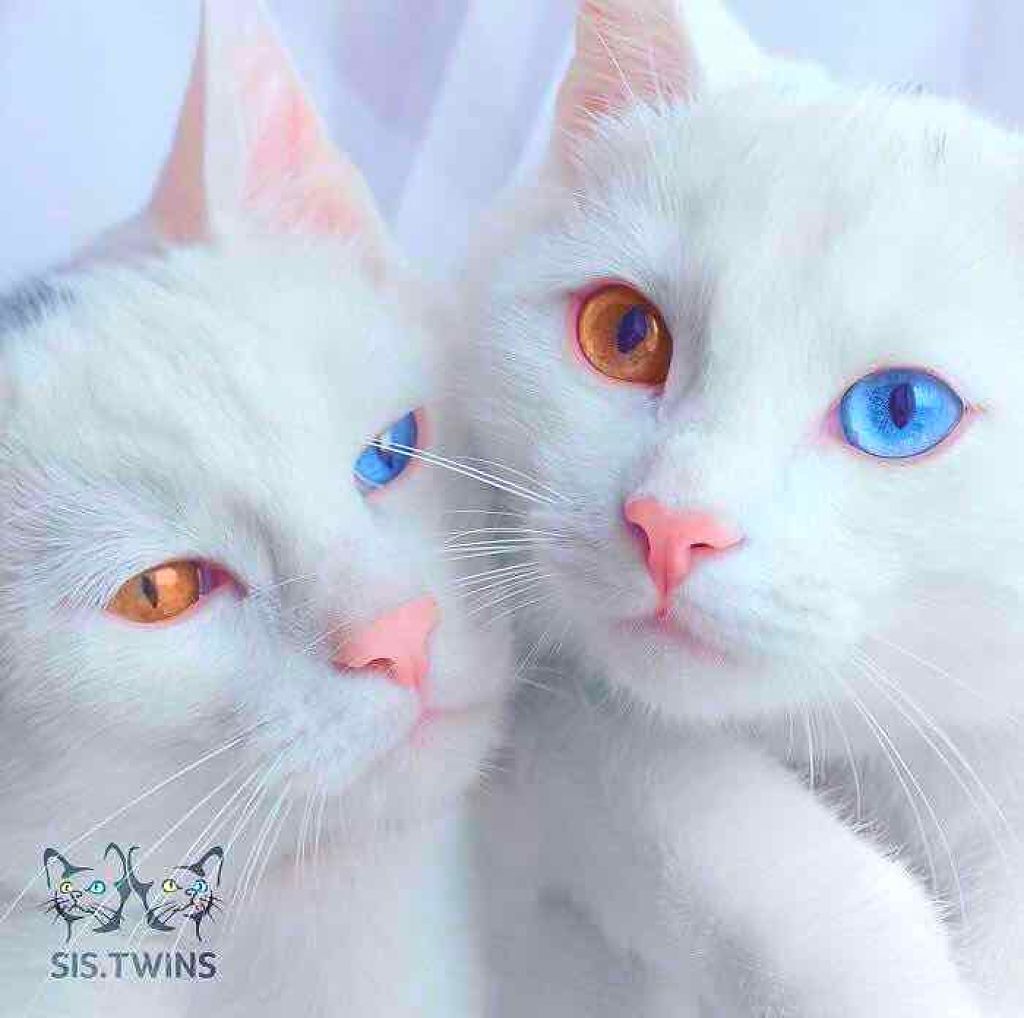 ナチュラル チークN/CEZANNE/パウダーチークを使ったクチコミ(1枚目)