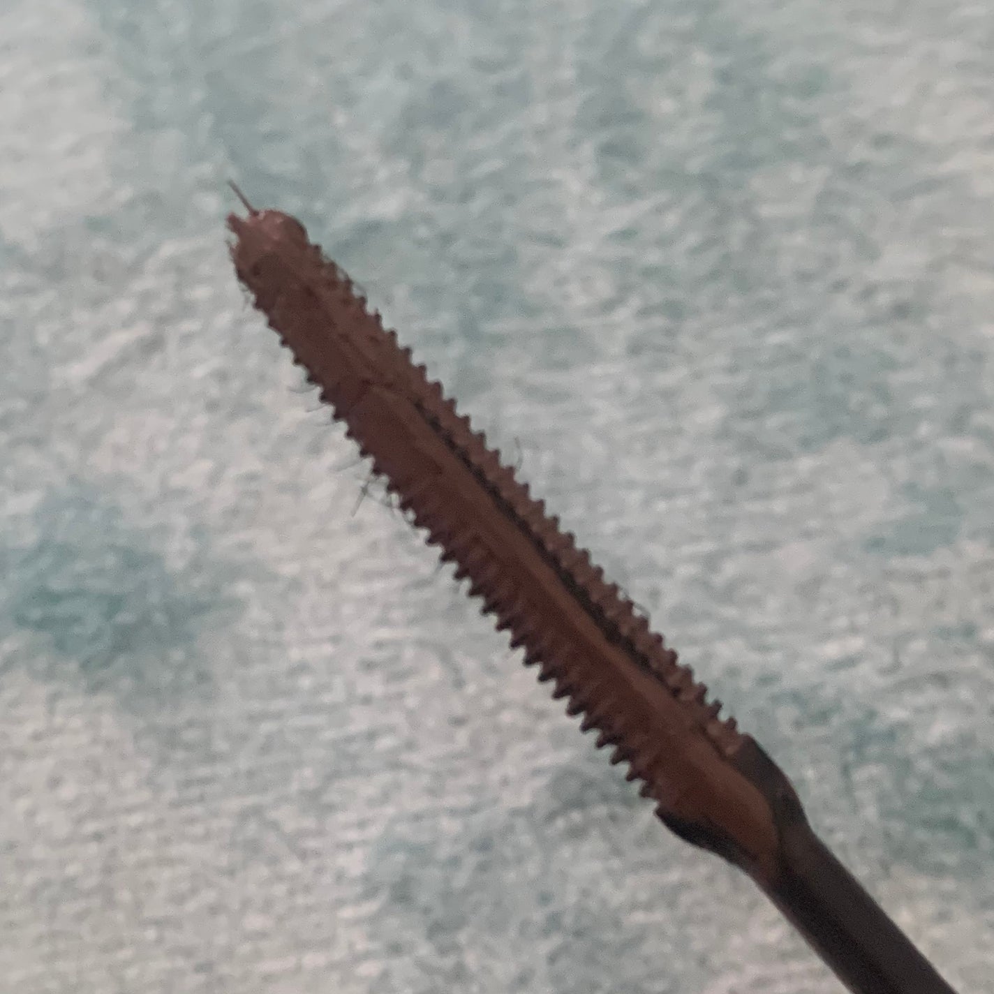 耐久カールマスカラ/CEZANNE/マスカラを使ったクチコミ(2枚目)