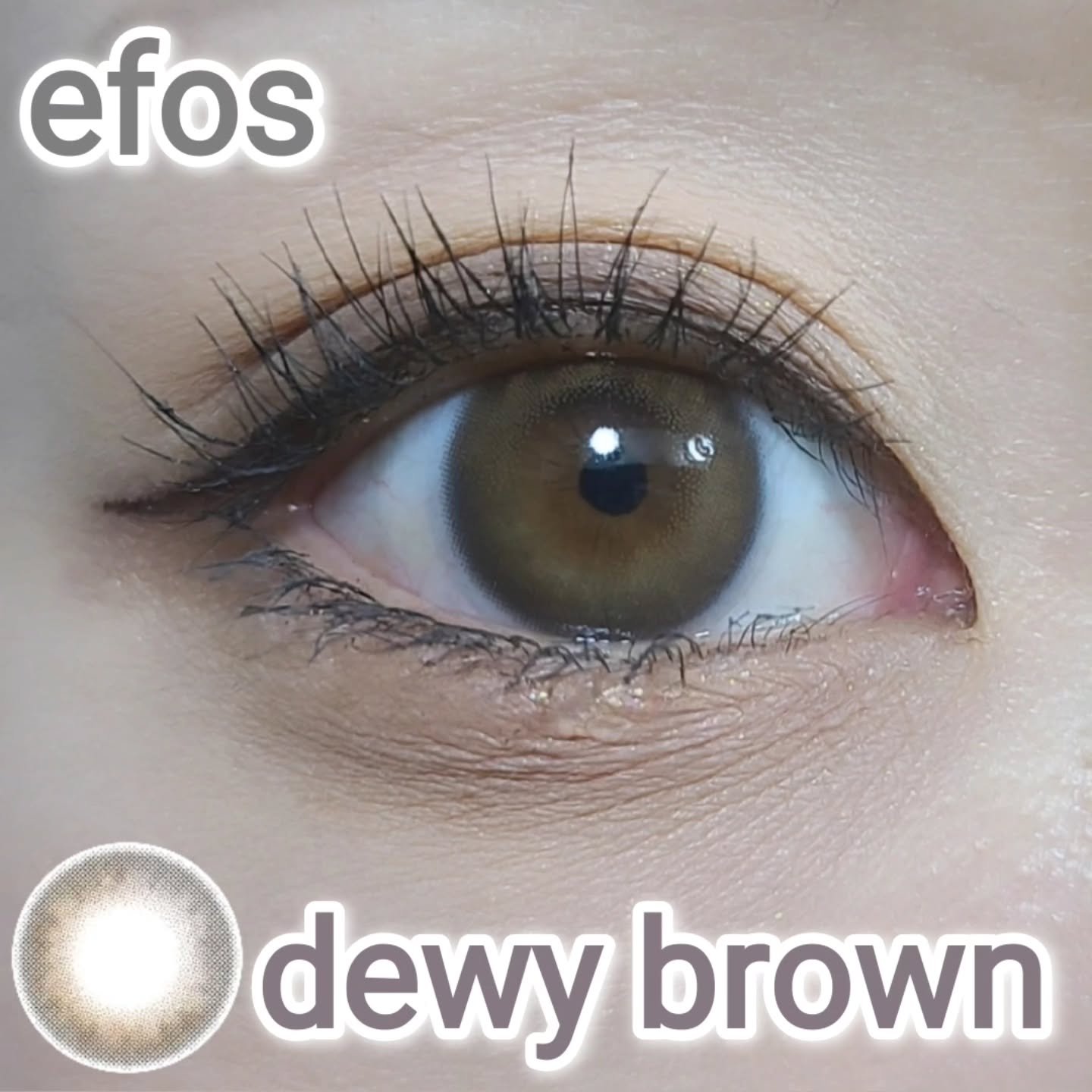 efos 1day デューイブラウン/efos/ワンデー（１DAY）カラコンを使ったクチコミ（1枚目）