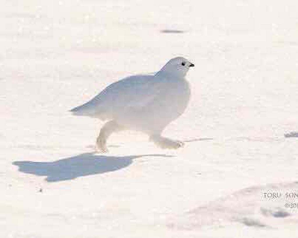 プレミアム CCルースパウダー/ettusais/ルースパウダーを使ったクチコミ（1枚目）