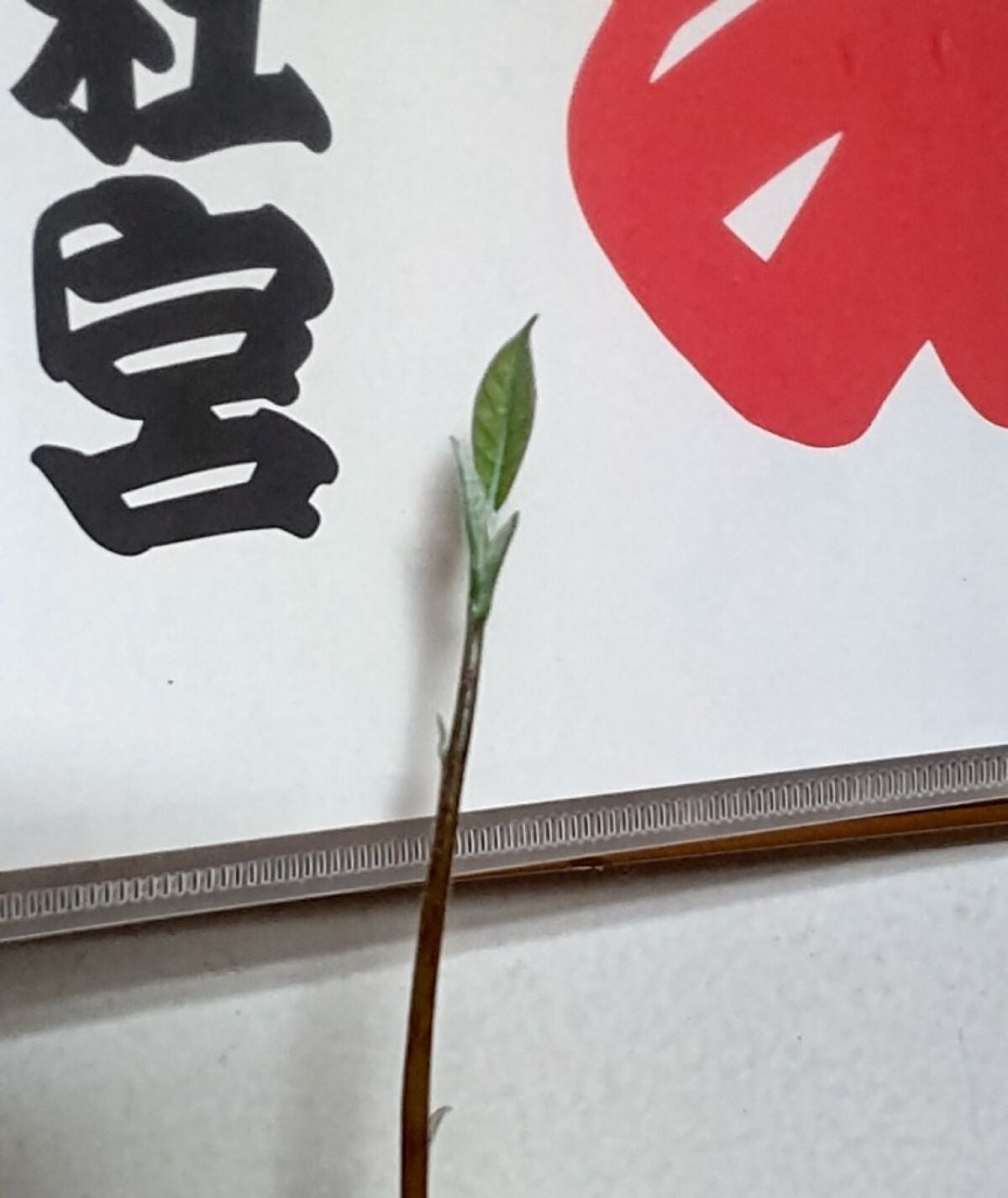 ガラス花瓶/DAISO/その他を使ったクチコミ(1枚目)