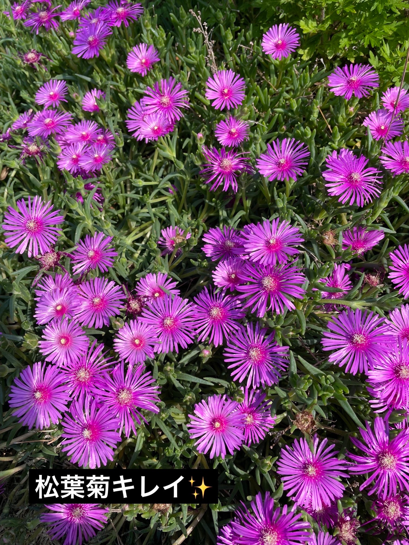 レ キャトル オンブル/CHANEL/アイシャドウパレットを使ったクチコミ(5枚目)