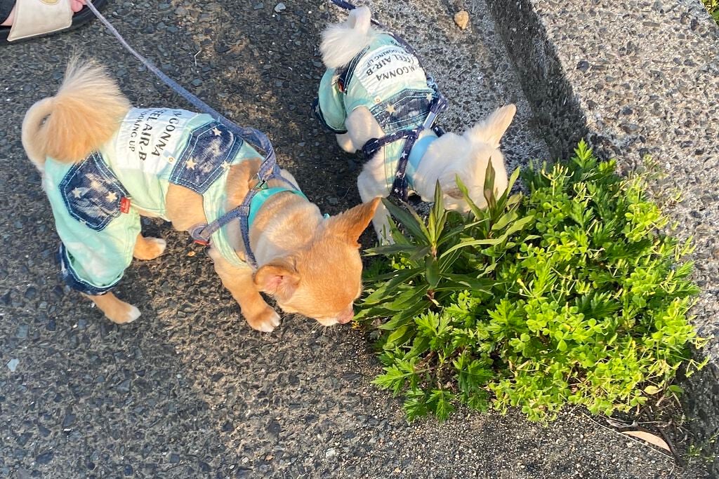 リトルジュエリーコフレ/パラドゥ/マニキュアを使ったクチコミ(5枚目)