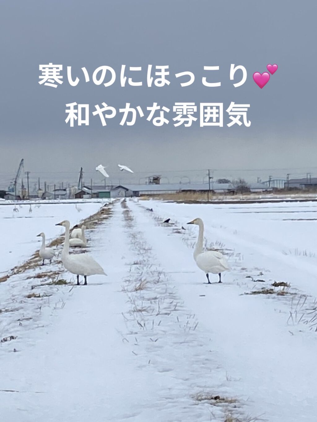 F&D ルームミスト ホワイトムスク/John's Blend/香水(その他)を使ったクチコミ（2枚目）