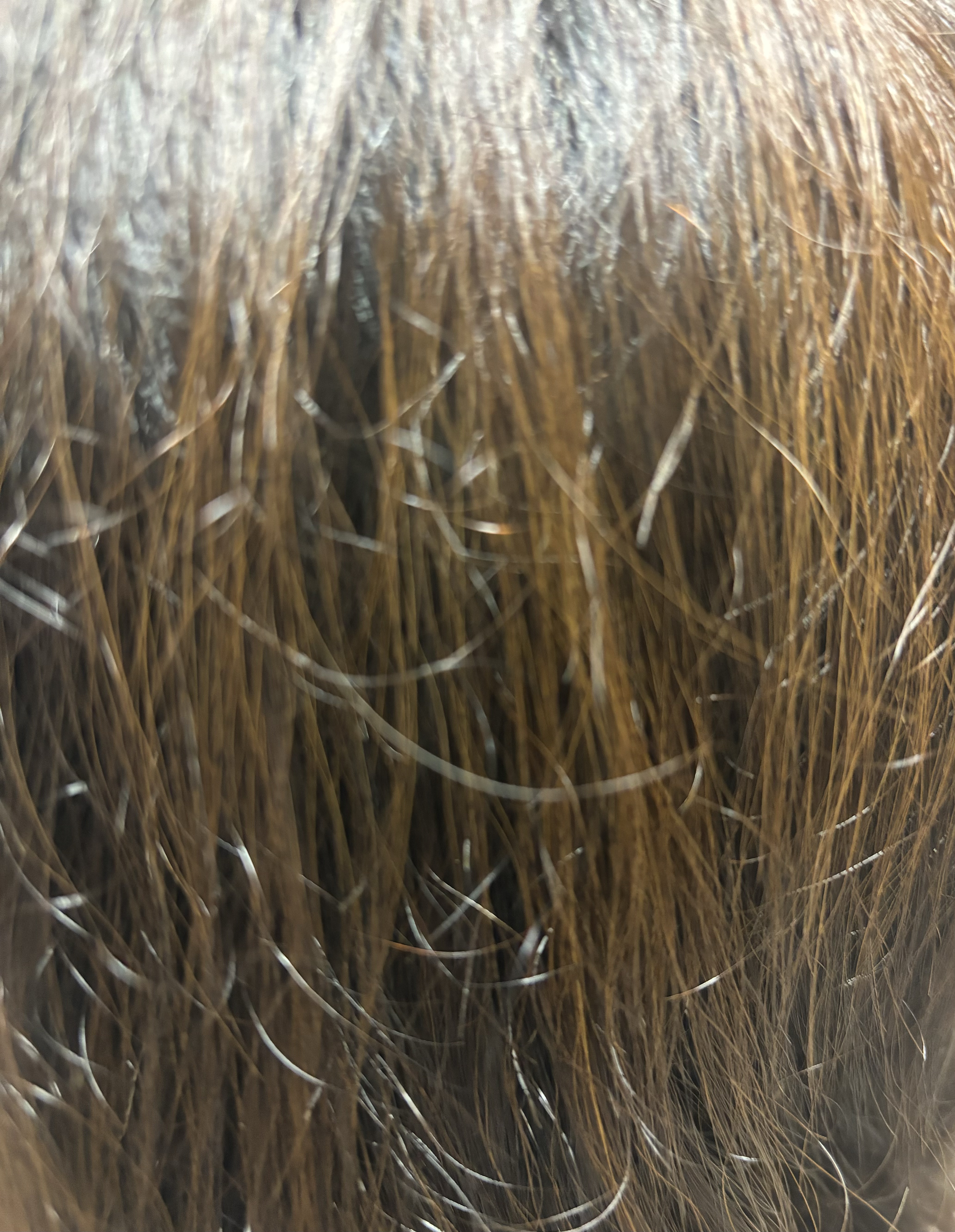 泡クリームカラー 3N シフォンブラウン/ビゲン/ヘアカラーを使ったクチコミ（3枚目）