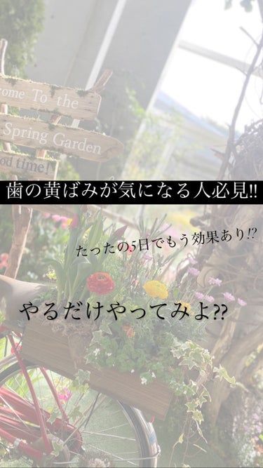 セッチマ はみがきスペシャル/セッチマ/歯磨き粉を使ったクチコミ（1枚目）